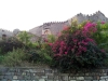 Golkonda Fort - Flowers