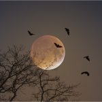 Why Did The Vampire Fail As A Product Manager? Vampire bats